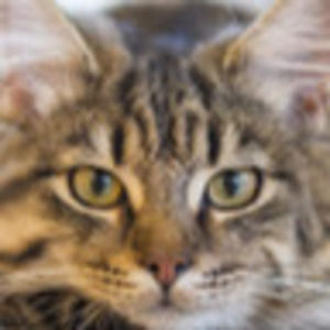 Meet your Posher, Griselda